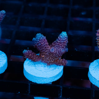 Violet Surge Mille 1041