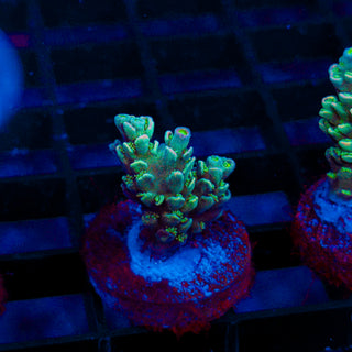 Ultra Acro 289