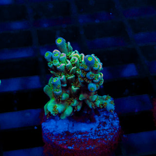 Ultra Acro 287