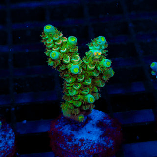 Ultra Acro 286