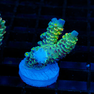 Acid Shard 284