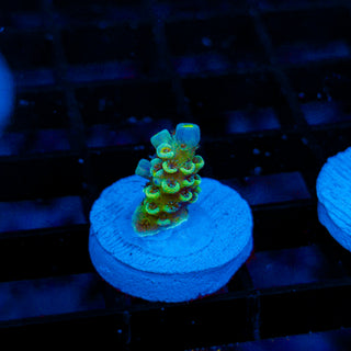 Acid Shard 281
