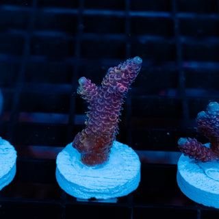 Violet Surge Mille 1040