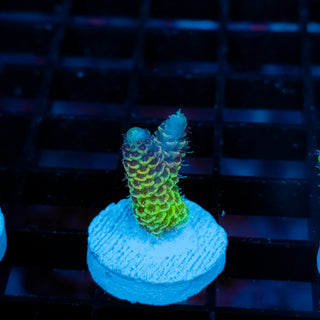 Solar Venom Mille 1074