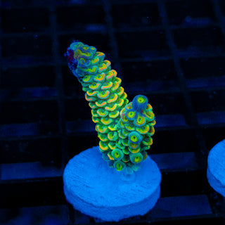 Acid Shard 279