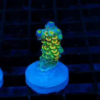 Acid Shard 278