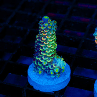 Acid Shard 277