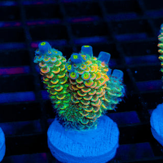 Acid Shard 276