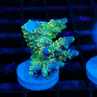 Acid Shard 274