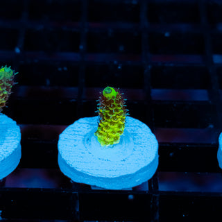 Solar Venom Mille 1073