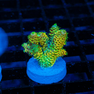 Nuclear Wraith Mille 260