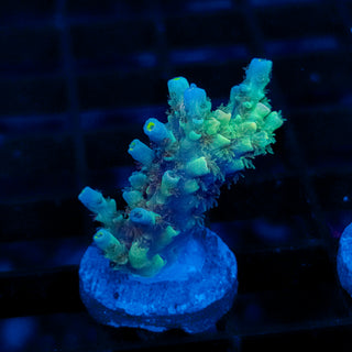 Triforce Tenuis 086