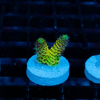 Solar Venom Mille 1072