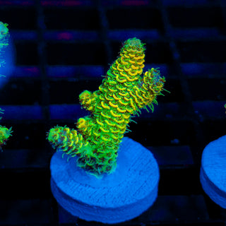 Nuclear Wraith Mille 256