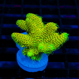 Nuclear Wraith Mille 254
