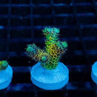 Solar Venom Mille 1071