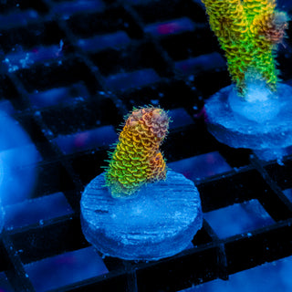 Helios Forge Mille 926