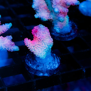 Plasma Blossom Mille 1004