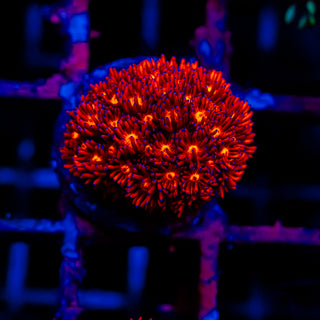 Crimson Goni G290