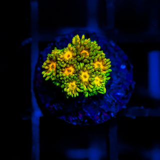 Glow Bud Goni G391