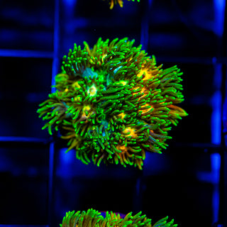 Acid Trip Goni G241