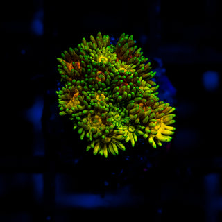 Supernova Goni G378