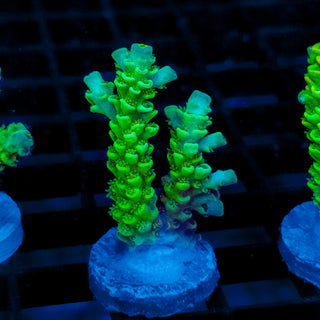 Biohazard Sunburst 723