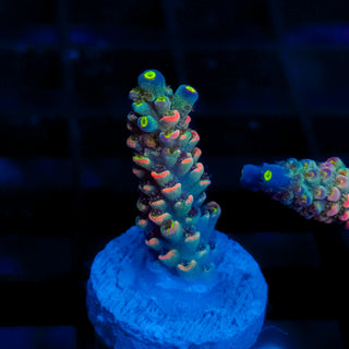 Lava Lamp 003