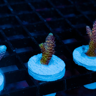 Violet Surge Mille 1037