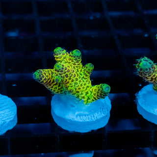 Solar Venom Mille 1070