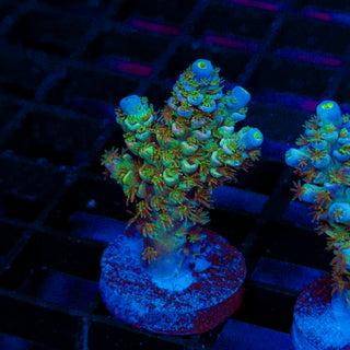 Green Lagoon 245