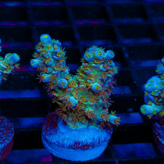 Green Lagoon 244