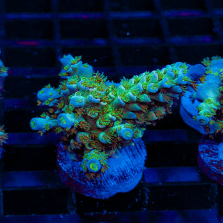 Green Lagoon 243