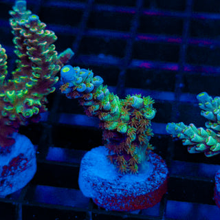 Green Lagoon 241