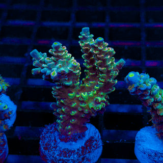 Ultra Acro 240
