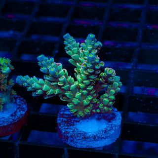 Ultra Acro 239