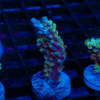 Green Lagoon 238