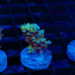 Green Lagoon 237