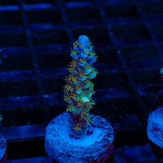 Green Lagoon 236