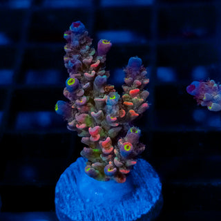 Nightfire 083