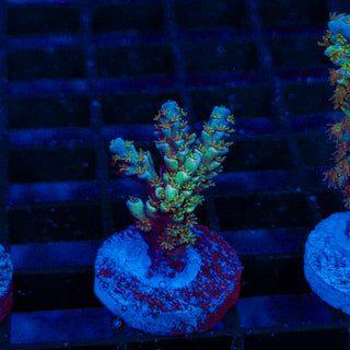 Green Lagoon 235