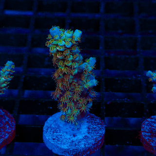 Green Lagoon 234