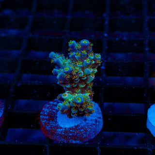 Green Lagoon 233