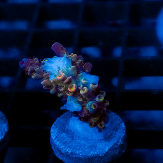 Nightfire 082