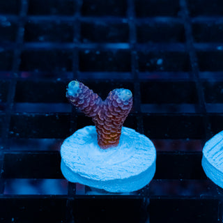 Violet Surge Mille 1034