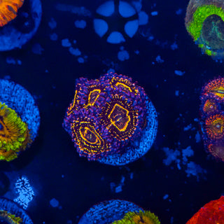 Stratosphere Zoa (5p) 802