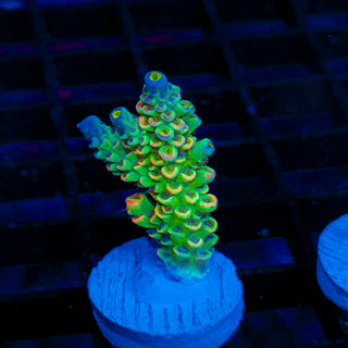 Gamma 200