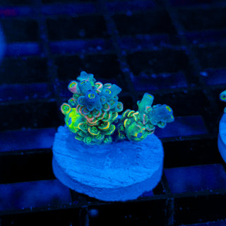 Ultra Acro 179