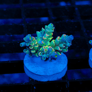 Ultra Acro 178