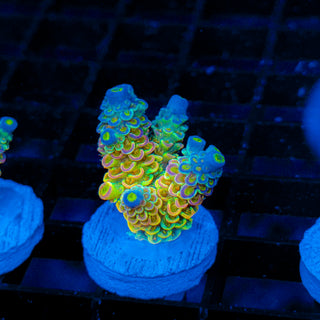 Quantum Glow 164